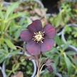 Čemeřice východní 'Halcyon Early Dark Red' - Helleborus orientalis 'Halcyon Early Dark Red'