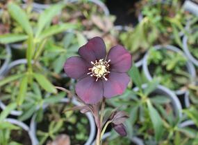 Čemeřice východní 'Halcyon Early Dark Red' - Helleborus orientalis 'Halcyon Early Dark Red'