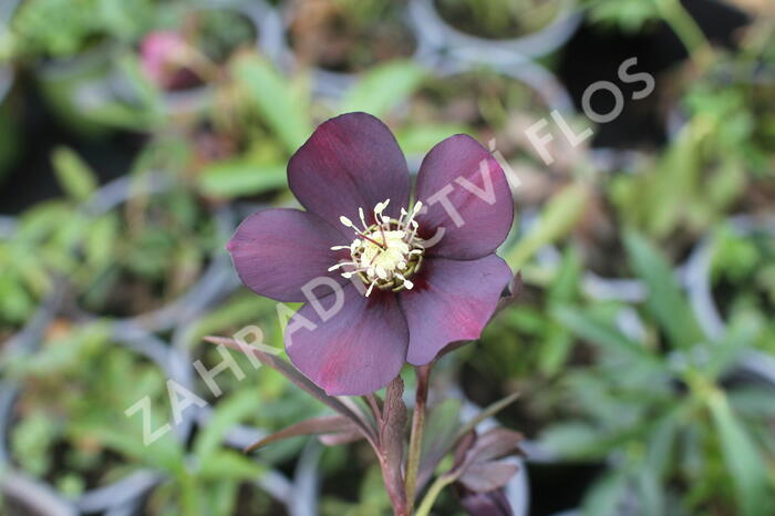 Čemeřice východní 'Halcyon Early Dark Red' - Helleborus orientalis 'Halcyon Early Dark Red'
