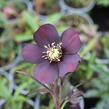Čemeřice východní 'Halcyon Early Dark Red' - Helleborus orientalis 'Halcyon Early Dark Red'
