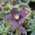 Helleborus orientalis 'Halcyon Early Dark Red'_02.JPG