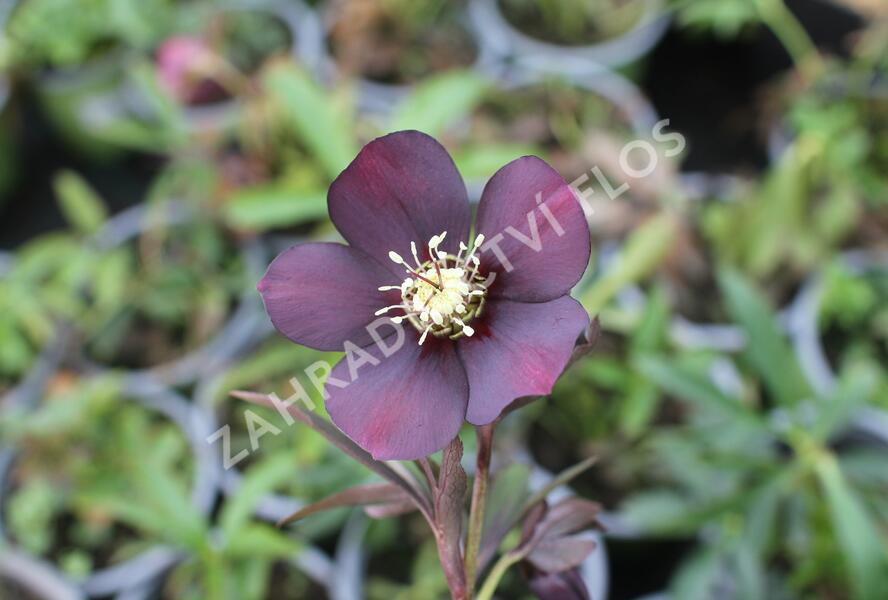 Čemeřice východní 'Halcyon Early Dark Red' - Helleborus orientalis 'Halcyon Early Dark Red'