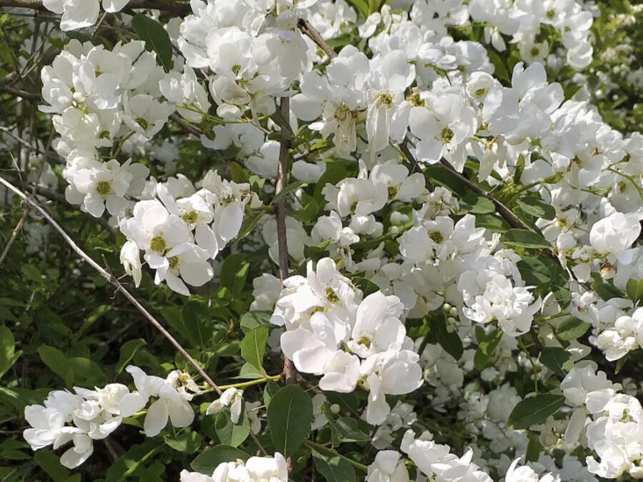 Hroznovec - Exochorda racemosa