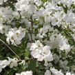 Hroznovec - Exochorda racemosa