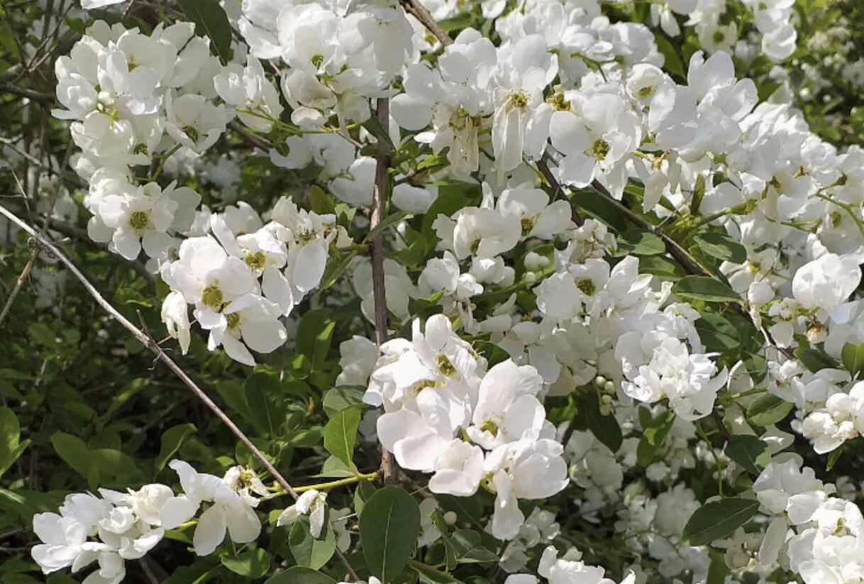 Hroznovec hroznatý - Exochorda racemosa