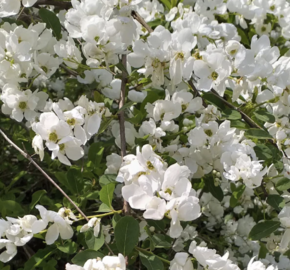 Hroznovec - Exochorda racemosa
