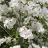 Exochorda racemosa.png