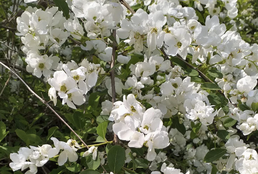 Hroznovec hroznatý - Exochorda racemosa