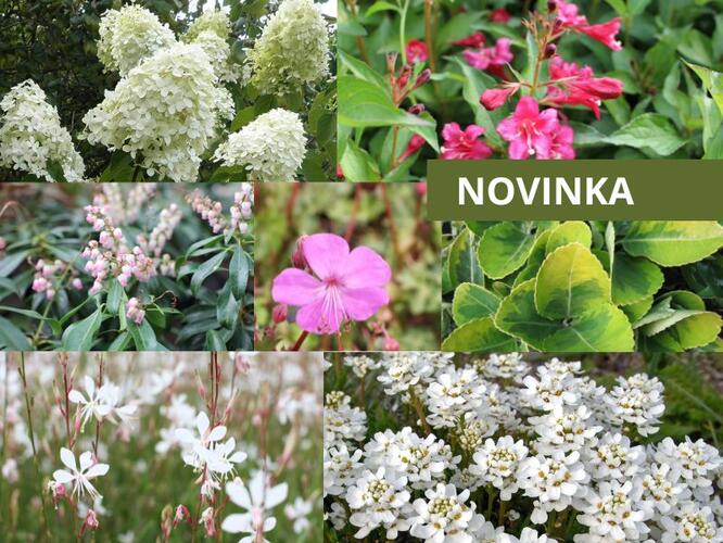 Kombinovaný záhon na slunce Keřová zahrada - Keřová zahrada