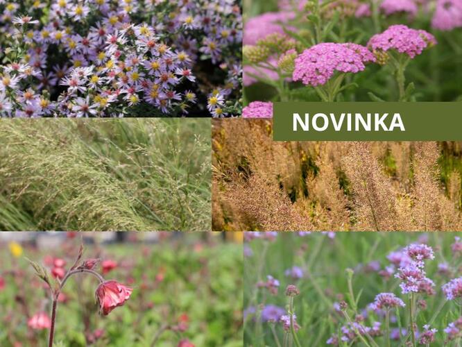 Trvalkový záhon na slunce Moderní luční zahrada - Moderní luční zahrada
