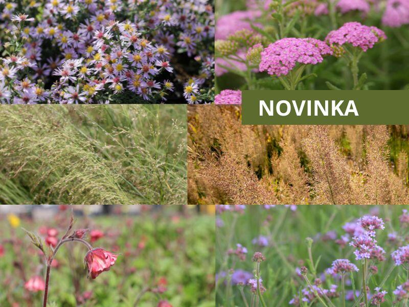 Trvalkový záhon na slunce Moderní luční zahrada - Moderní luční zahrada