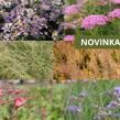 Trvalkový záhon na slunce Moderní luční zahrada - Moderní luční zahrada