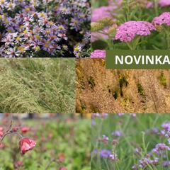 Trvalkový záhon na slunce Moderní luční zahrada - Moderní luční zahrada
