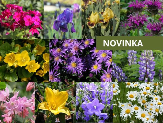 Trvalkový záhon Babičkovská zahrada - Babičkovská zahrada