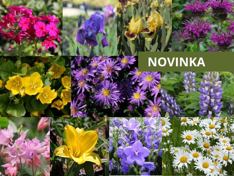 Trvalkový záhon Babičkovská zahrada - Babičkovská zahrada