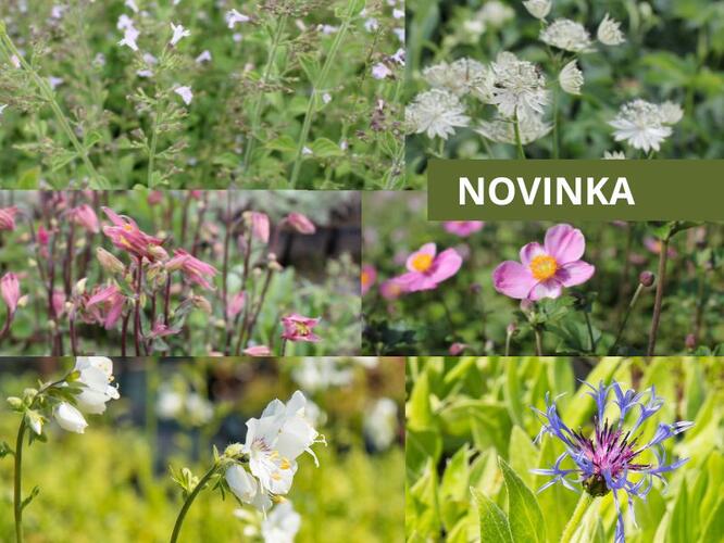 Trvalkový záhon do polostínu Polostinná zahrada - Polostinná zahrada