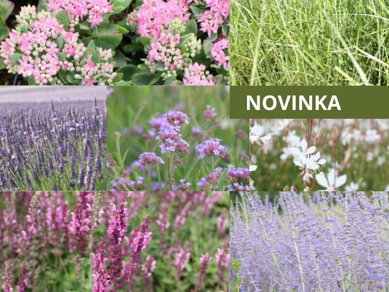 Kombinovaný záhon na slunce Středomořská zahrada - Středomořská zahrada