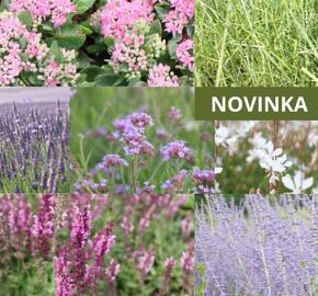 Kombinovaný záhon na slunce Středomořská zahrada - Středomořská zahrada