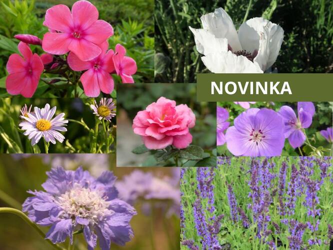 Trvalkový záhon na slunce Venkovská zahrada - Venkovská zahrada