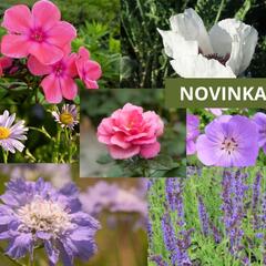 Trvalkový záhon na slunce Venkovská zahrada - Venkovská zahrada