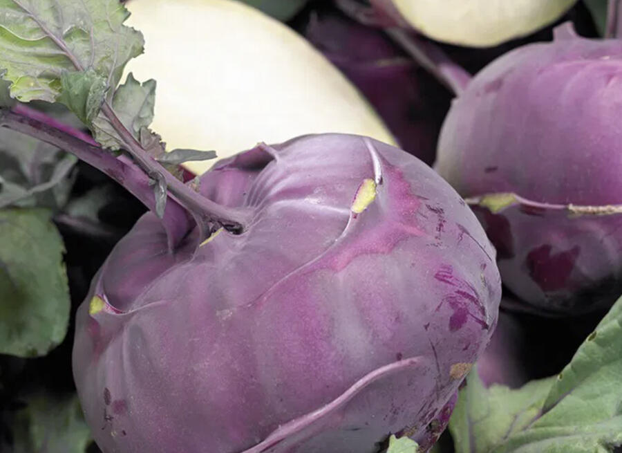 Kedluben modrý 'Blankyt' - Brassica oleracea var.gongylodes 'Blankyt'