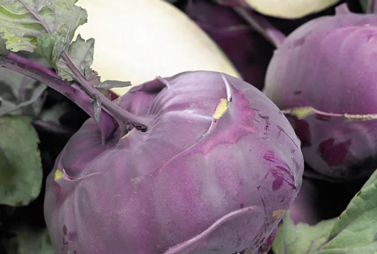 Kedluben modrý 'Blankyt' - Brassica oleracea var.gongylodes 'Blankyt'
