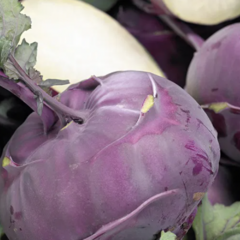 Kedluben modrý 'Blankyt' - Brassica oleracea var.gongylodes 'Blankyt'