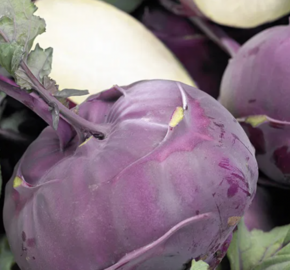 Kedluben modrý 'Blankyt' - Brassica oleracea var.gongylodes 'Blankyt'