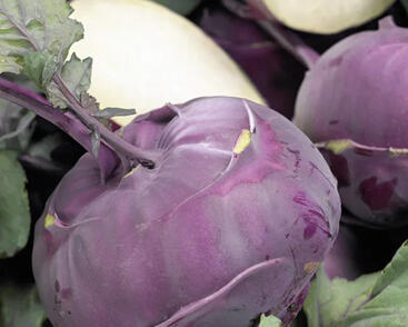 Kedluben modrý 'Blankyt'