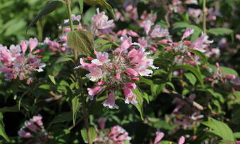 Kolkwitzia amabilis 'Pink Cloud'.JPG