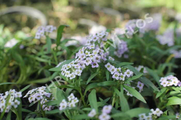 Tařicovka přímořská 'Stream Lavender' - Lobularia maritima 'Stream Lavender'