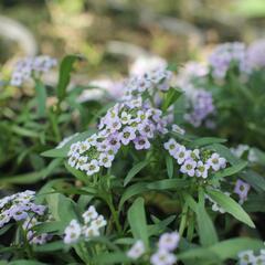 Tařicovka přímořská 'Stream Lavender' - Lobularia maritima 'Stream Lavender'