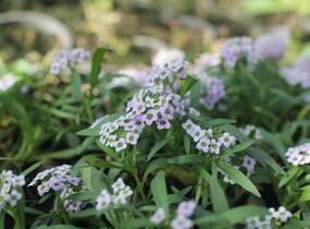Tařicovka přímořská 'Stream Lavender' - Lobularia maritima 'Stream Lavender'