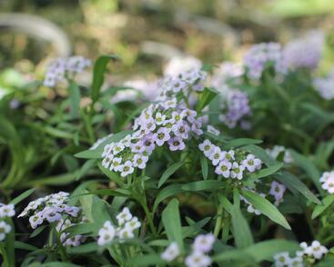 Tařicovka přímořská 'Stream Lavender'
