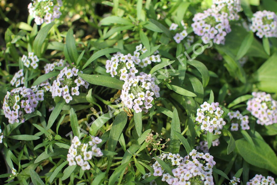 Tařicovka přímořská 'Stream Lavender' - Lobularia maritima 'Stream Lavender'