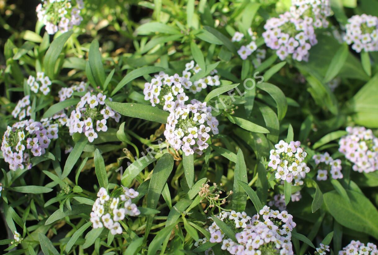 Tařicovka přímořská 'Stream Lavender' - Lobularia maritima 'Stream Lavender'