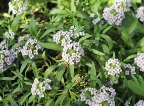 Tařicovka přímořská 'Stream Lavender' - Lobularia maritima 'Stream Lavender'