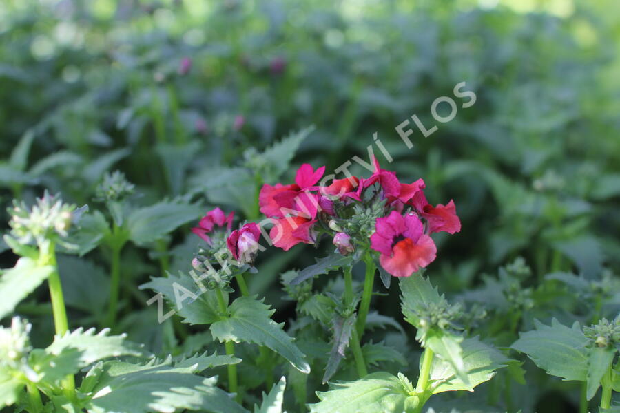 Hledíkovka 'Nesia Burgundy' - Nemesia hybrida 'Nesia Burgundy'
