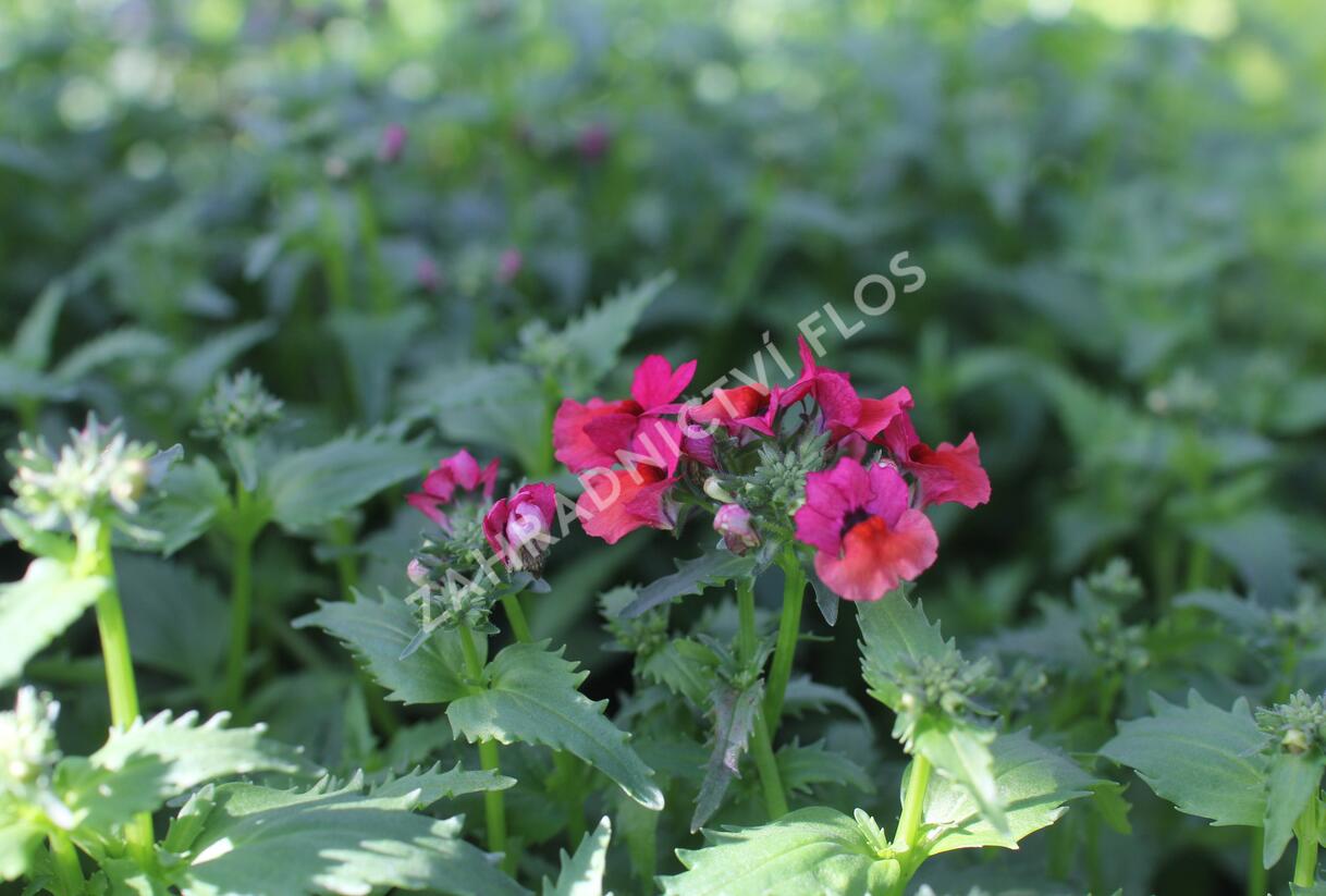 Hledíkovka 'Nesia Burgundy' - Nemesia hybrida 'Nesia Burgundy'
