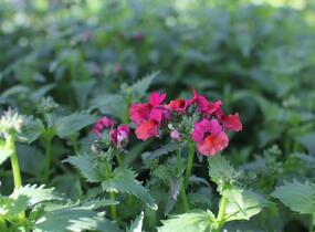 Hledíkovka 'Nesia Burgundy' - Nemesia hybrida 'Nesia Burgundy'