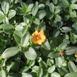 Šrucha 'Pazzaz Nano Mango' - Portulaca umbraticola 'Pazzaz Nano Mango