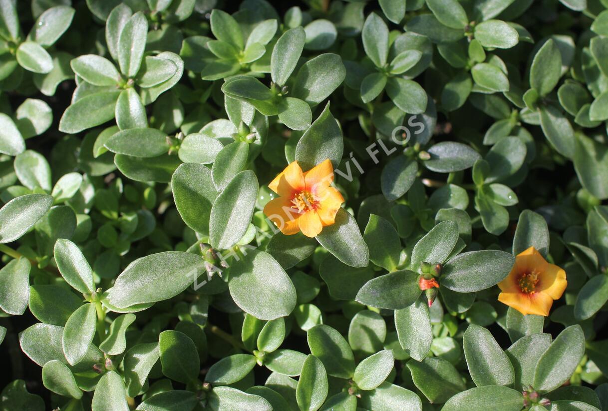 Šrucha 'Pazzaz Nano Mango' - Portulaca umbraticola 'Pazzaz Nano Mango