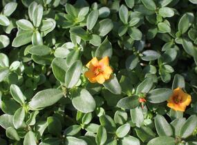 Šrucha 'Pazzaz Nano Mango' - Portulaca umbraticola 'Pazzaz Nano Mango