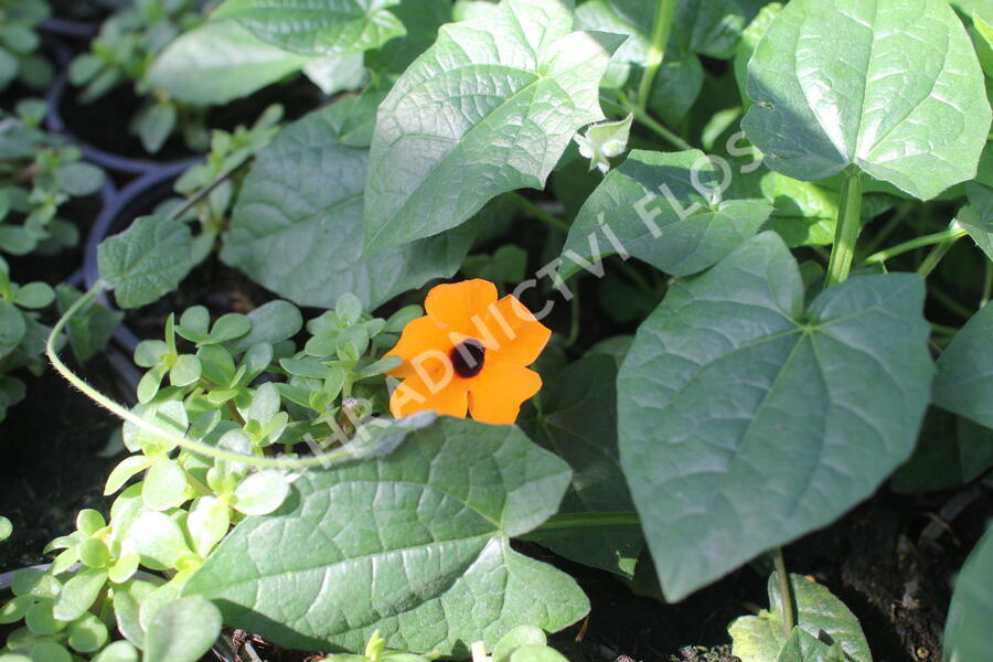Smatavka, thunbergie křídlatá 'Sunny Susy Red-Orange' - Thunbergia alata 'Sunny Susy Red-Orange'