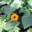 Smatavka, thunbergie křídlatá 'Sunny Susy Red-Orange' - Thunbergia alata 'Sunny Susy Red-Orange'