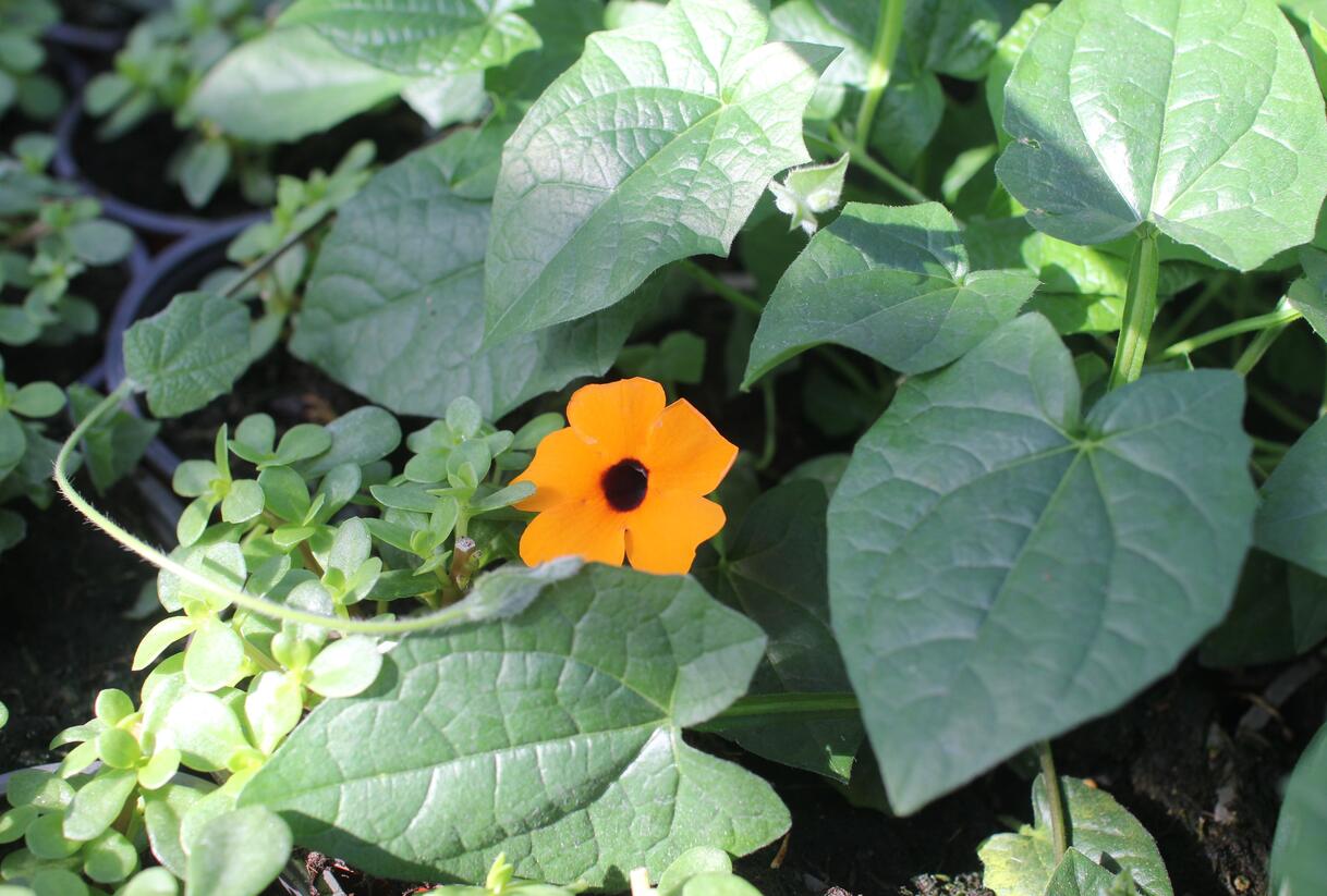 Smatavka, thunbergie křídlatá 'Sunny Susy Red-Orange' - Thunbergia alata 'Sunny Susy Red-Orange'