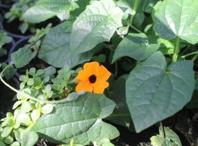 Smatavka, thunbergie křídlatá 'Sunny Susy Red-Orange' - Thunbergia alata 'Sunny Susy Red-Orange'