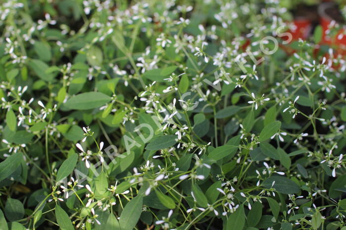 Pryšec třezalkovitý 'Diwali Shower' - Euphorbia (Chamaesyce) hypericifolia 'Diwali Shower'