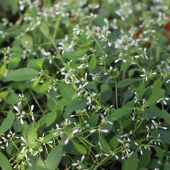Pryšec třezalkovitý 'Diwali Shower' - Euphorbia (Chamaesyce) hypericifolia 'Diwali Shower'