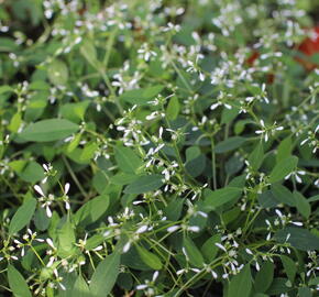 Pryšec třezalkovitý 'Diwali Shower' - Euphorbia (Chamaesyce) hypericifolia 'Diwali Shower'